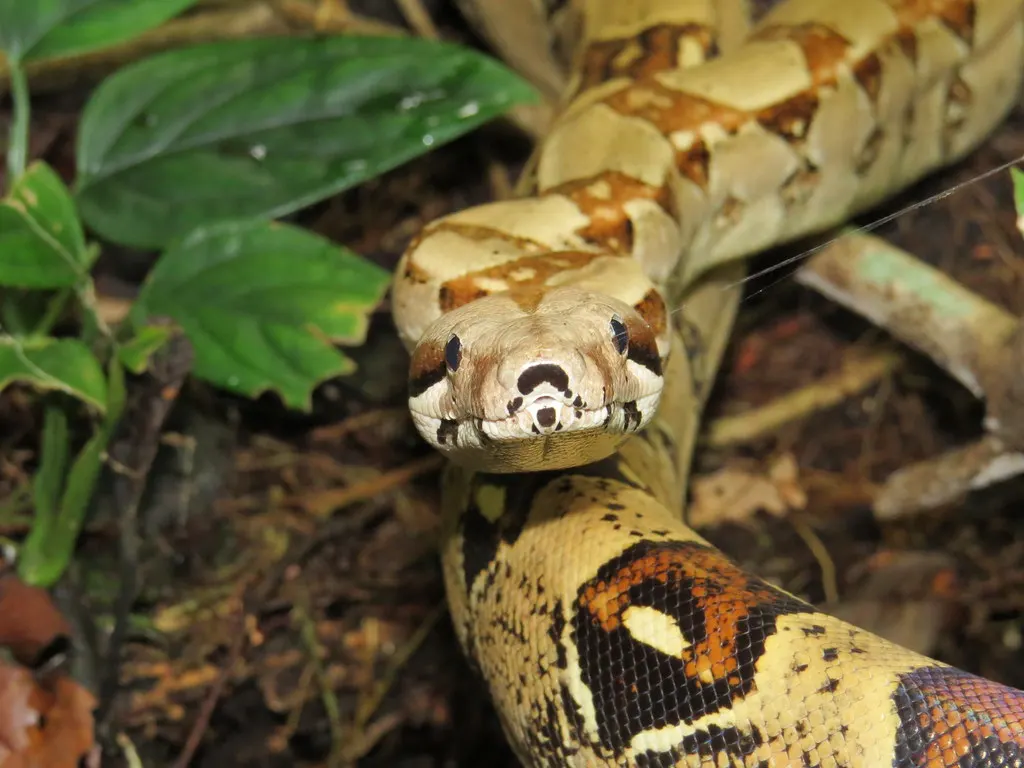 Boa Constrictor in the Amazon Rainforest: Behavior, Habitat, Diet, and Survival